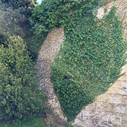 Burgmauer ... aus einem kleinen Stamm kommt das ganze Grün