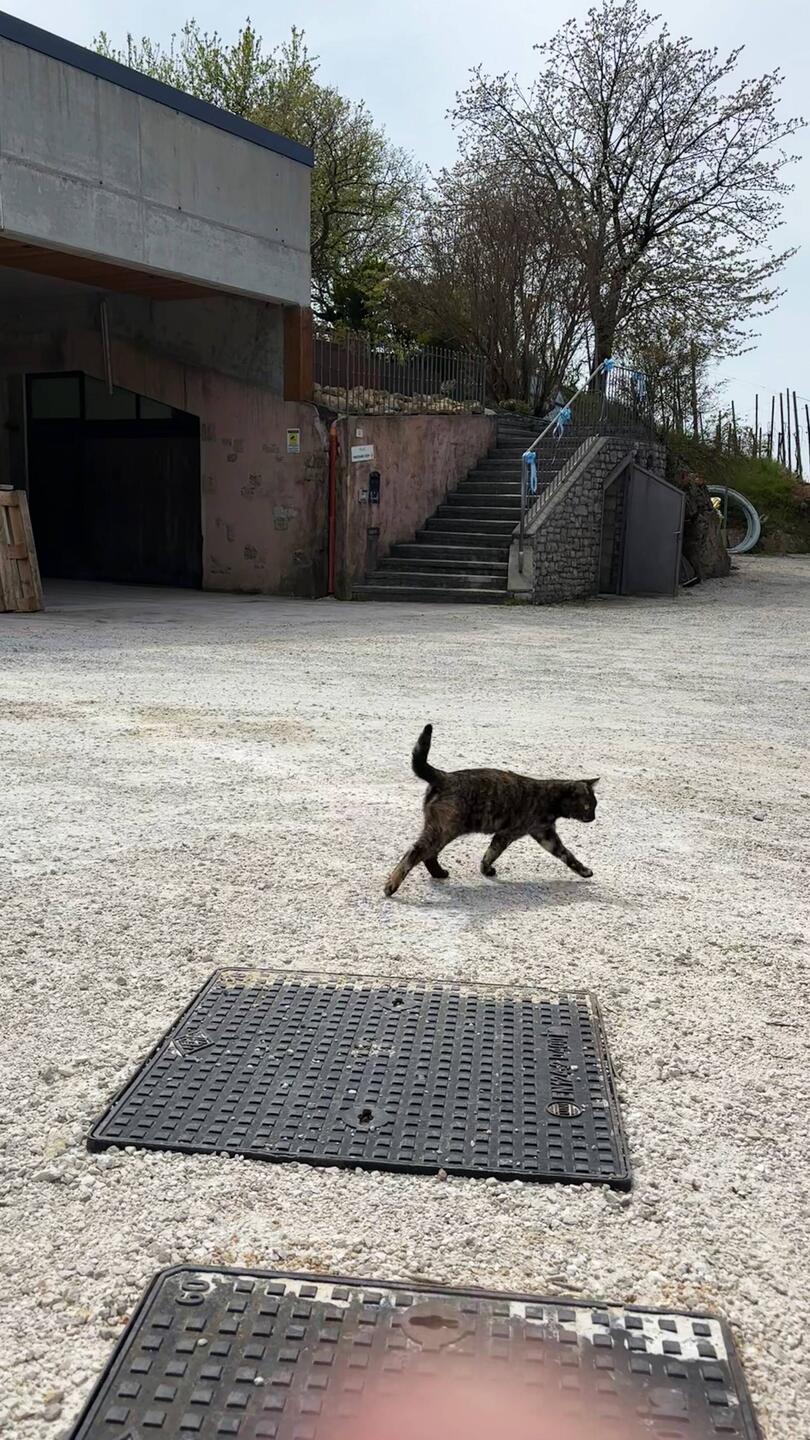 Birdie prüft, ob der Prosecco so gut ist wie immer. 😂💕