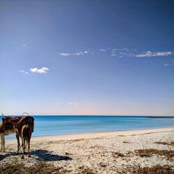Strand von unserem Hotel Djerba Castille