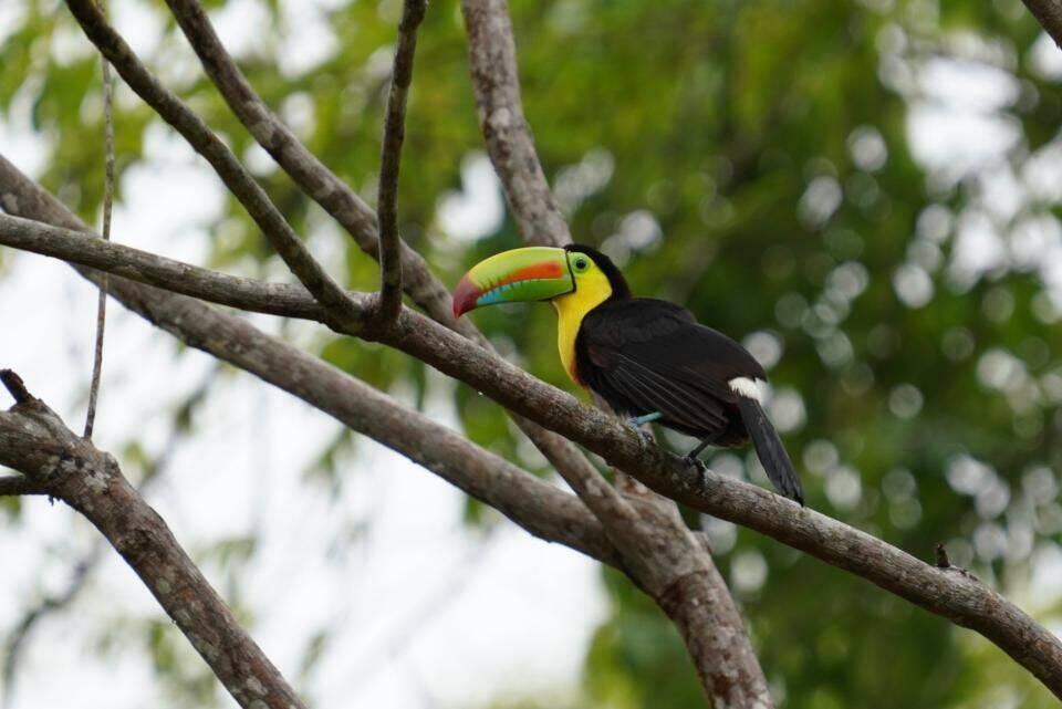 Toucan