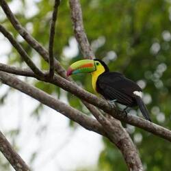 Toucan