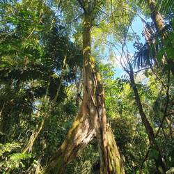 Im Park von La Selva Biological Station