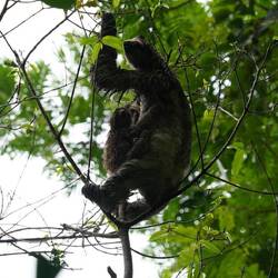 Faultiermama mit Baby