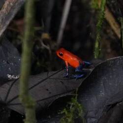 Bluejeans Frog