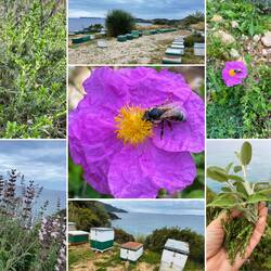 Salbei und Thymian gesammelt und mit Lesley eine Runde gedreht 🐕‍🦺😍