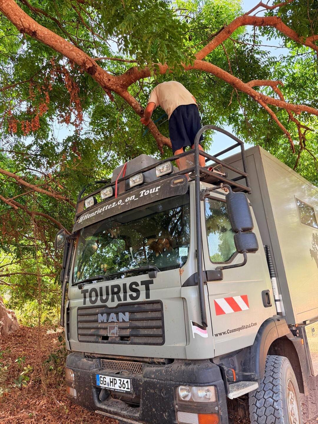 Der Baum ist sehr stark