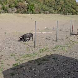 Unsere neuen Nachbarn 🐖🐖😂