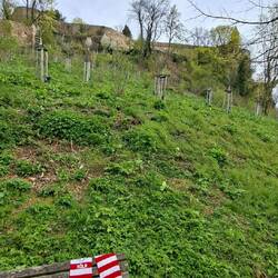 Ein einsamer Kölnschal am Michaelsberg, verloren, vergessen.....?