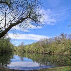 Kurz vor der Siegmündung, die beiden Altarme "Oberste Fahr"....