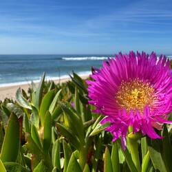 Carpobrotus / Mittagsblume (essbar???)