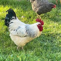 El gallo marroquí