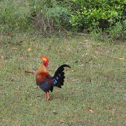 Nationaltier von Sri Lanka