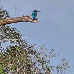 Kingfisher