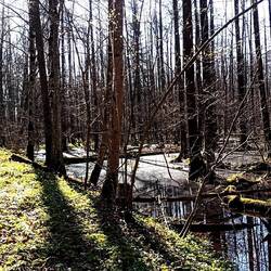 Auwald - dieser Abschnitt steht fast immer unter Wasser