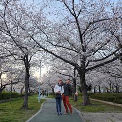 Kema Sakuranomiya Park