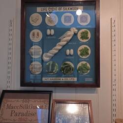 One silkworm produces 1km of silk when it makes its cocoon