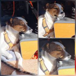 Louie bei seiner Lieblingsbeschäftigung 😅