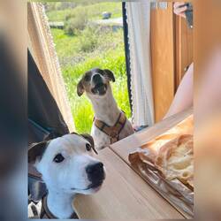 Wollten die Fiffis auch 😅