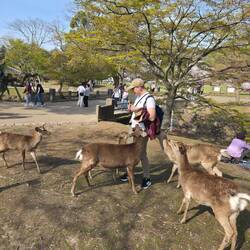 Freche Rehe, wenn man nicht schnell genug ist, beißen sie einfach