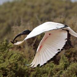 ein Ibis