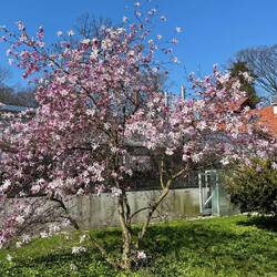 Japanische Kobushi-Magnolie