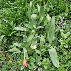 Such a joy to see each new raft of flowers blooming, even if they are a bit battered