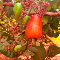 Cashew Apfel