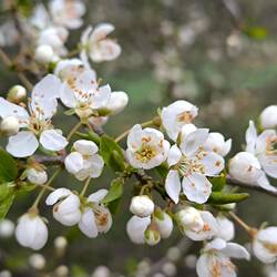 Pflaume in voller Blüte