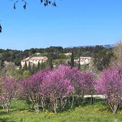 Lauris et des arbres de Judée en fleurs