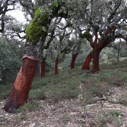 Korkeichen im Nationalpark Tazekka
