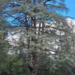 Alte Atlaszeder im Nationalpark Ifrane