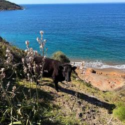 Man sieht leider nicht, wie steil es dort, wo sie grast, hinuntergeht
