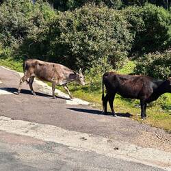 Kühe in Galeria, auf der Starsse bzw. an einem steilen Abgrund stehend und grasend