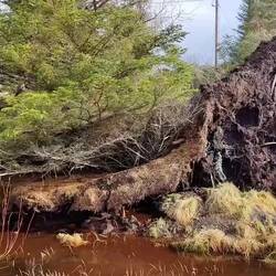 Der Sturm hat Bäume aus dem Erdreich gerissen, sie wiegen sich bei jeder Böe