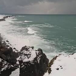 Royaume des oiseaux marins