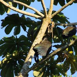 Green Ibis, seine Federn glänzen im Sonnenlicht in Regenbogenfarben 🌈✨