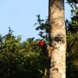 Robust Woodpecker