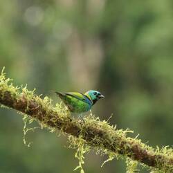 Green-headed Tanager