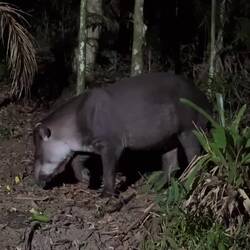 Brasilianischer Tapir (Lowland Tapir)