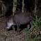Brasilianischer Tapir (Lowland Tapir)