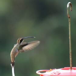 Scale-throated Hermit