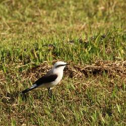 Black-and-white Monjita