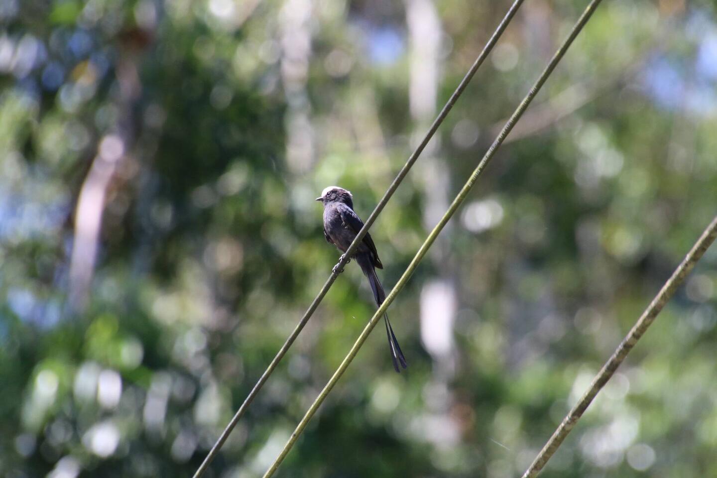 Long-tailed Tyrant