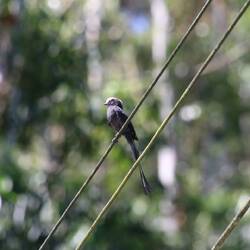 Long-tailed Tyrant