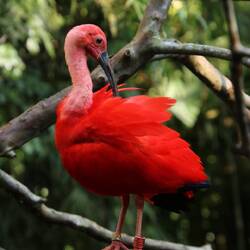Scarlet Ibis