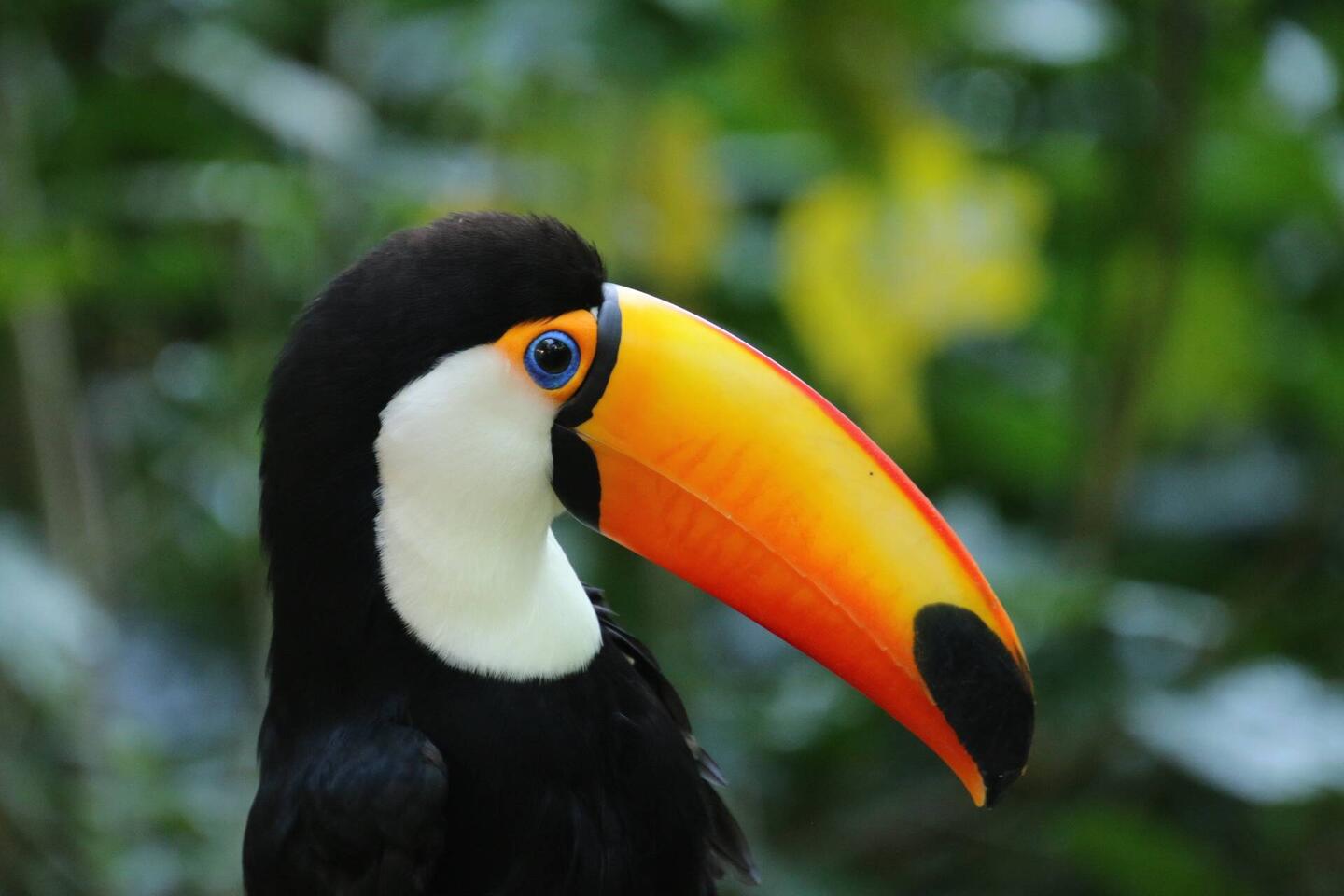 Toco Toucan