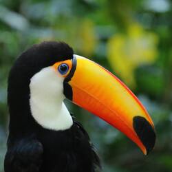 Toco Toucan