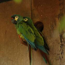 Blue-winged Macaw