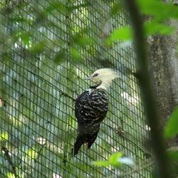 Blond-crested Woodpecker