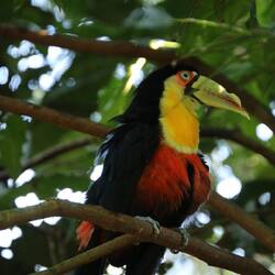 Red-breasted Toucan